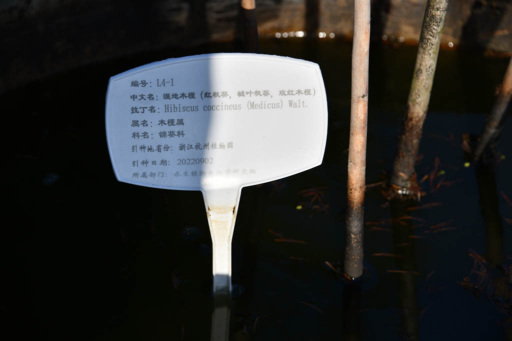 濕地木槿（紅秋葵、槭葉秋葵、玫紅秋葵）