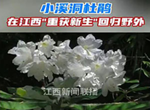 從滅絕到重生！"植物界大熊貓"野外回歸